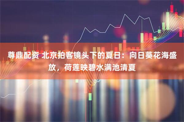 尊鼎配资 北京拍客镜头下的夏日：向日葵花海盛放，荷莲映碧水满池清夏